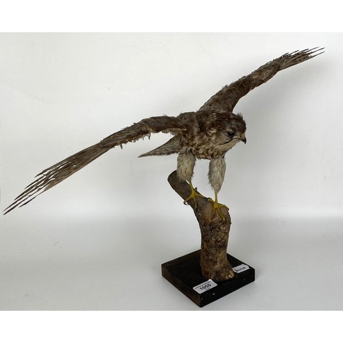 1050 - Taxidermy: A Merlin, 52 cm wide