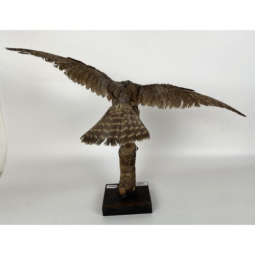 1050 - Taxidermy: A Merlin, 52 cm wide