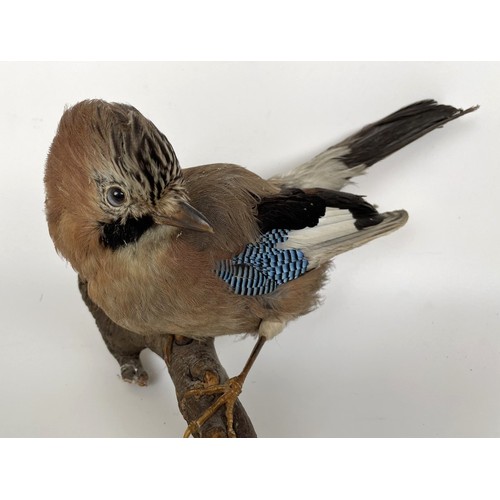 1051 - Taxidermy: A Jay, 20 cm wide