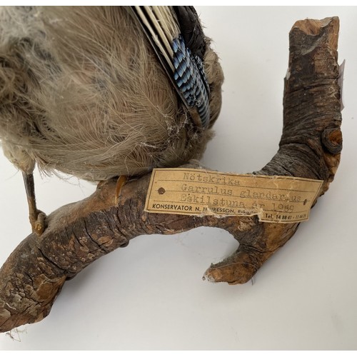 1051 - Taxidermy: A Jay, 20 cm wide