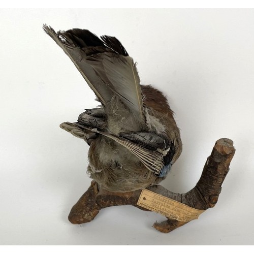 1051 - Taxidermy: A Jay, 20 cm wide