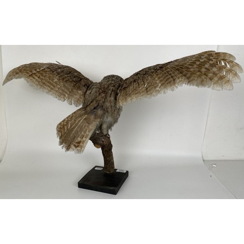 1053 - Taxidermy: A Tawny Owl, 70 cm wide