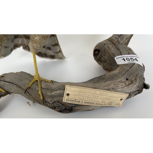 1054 - Taxidermy: A Sparrowhawk, perched on a branch, 50 cm wide