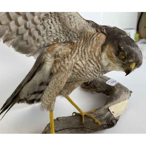 1054 - Taxidermy: A Sparrowhawk, perched on a branch, 50 cm wide