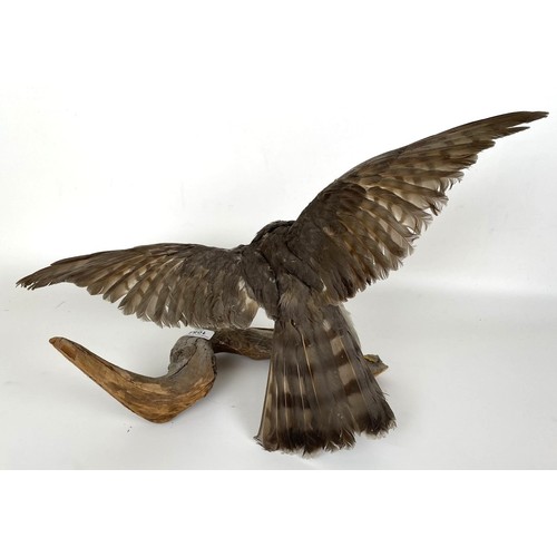 1054 - Taxidermy: A Sparrowhawk, perched on a branch, 50 cm wide