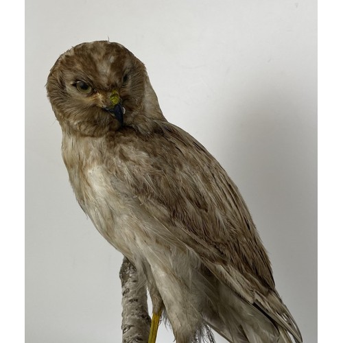 1056 - Taxidermy: A Harrier, 50 cm high