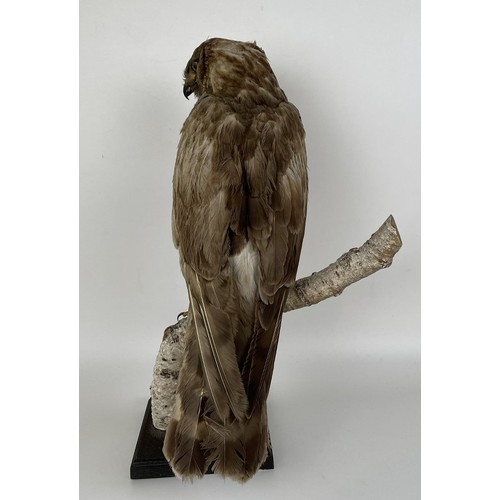 1056 - Taxidermy: A Harrier, 50 cm high