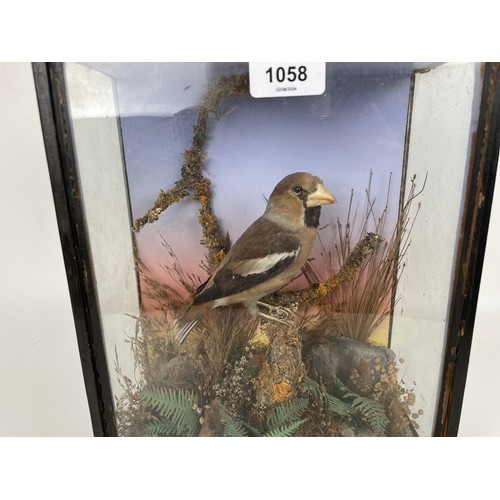 1058 - Taxidermy: A Hawfinch, cased, 25 cm wide