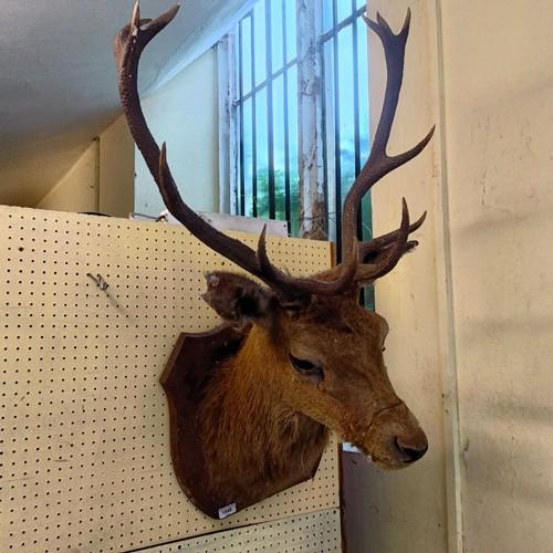 1048 - Taxidermy: A stag's head