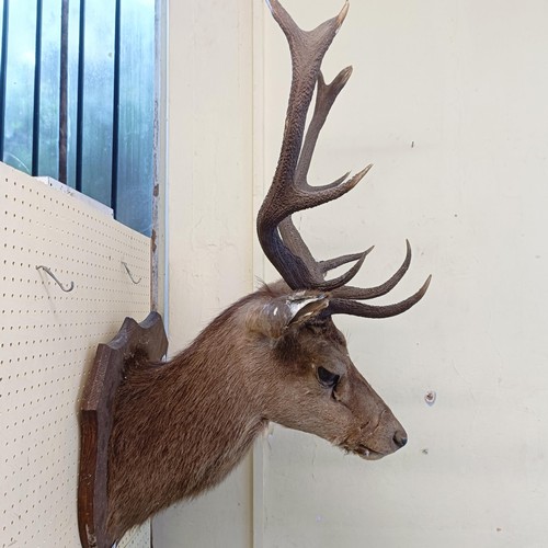 1048 - Taxidermy: A stag's head