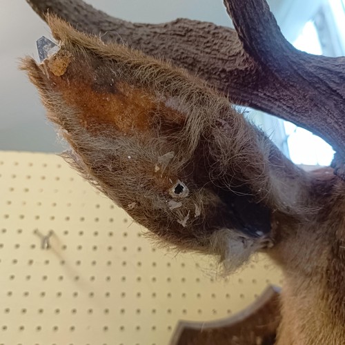 1048 - Taxidermy: A stag's head