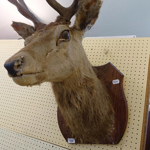 1048 - Taxidermy: A stag's head