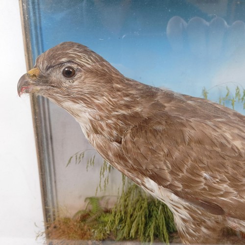 1052 - Taxidermy: A Buzzard, with its kill of a rabbit, cased, 55 cm wide