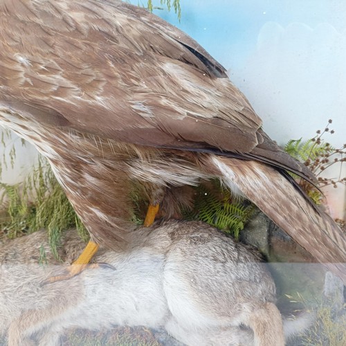 1052 - Taxidermy: A Buzzard, with its kill of a rabbit, cased, 55 cm wide