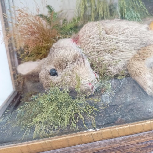 1052 - Taxidermy: A Buzzard, with its kill of a rabbit, cased, 55 cm wide