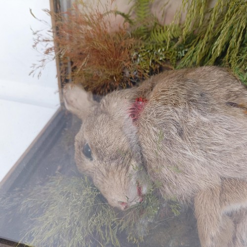 1052 - Taxidermy: A Buzzard, with its kill of a rabbit, cased, 55 cm wide