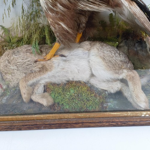 1052 - Taxidermy: A Buzzard, with its kill of a rabbit, cased, 55 cm wide