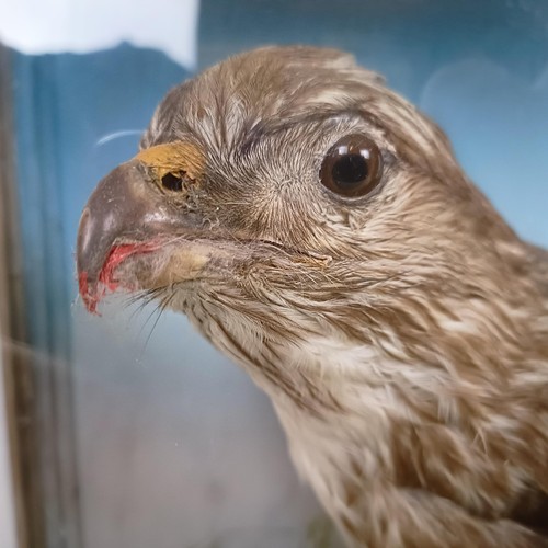 1052 - Taxidermy: A Buzzard, with its kill of a rabbit, cased, 55 cm wide