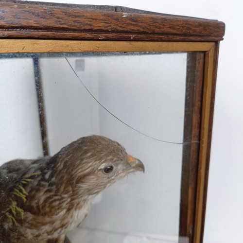 1052 - Taxidermy: A Buzzard, with its kill of a rabbit, cased, 55 cm wide