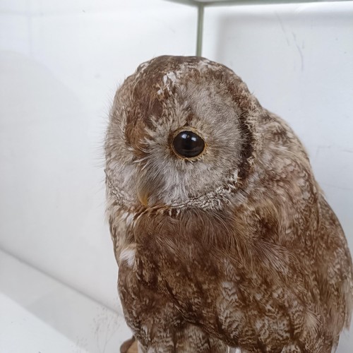 1057 - Taxidermy: A Tawny Owl, cased, 28 cm wide