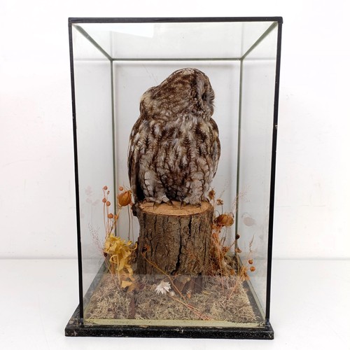 1057 - Taxidermy: A Tawny Owl, cased, 28 cm wide