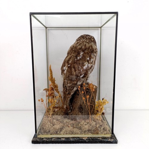 1057 - Taxidermy: A Tawny Owl, cased, 28 cm wide