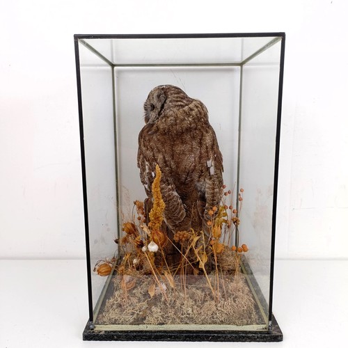 1057 - Taxidermy: A Tawny Owl, cased, 28 cm wide