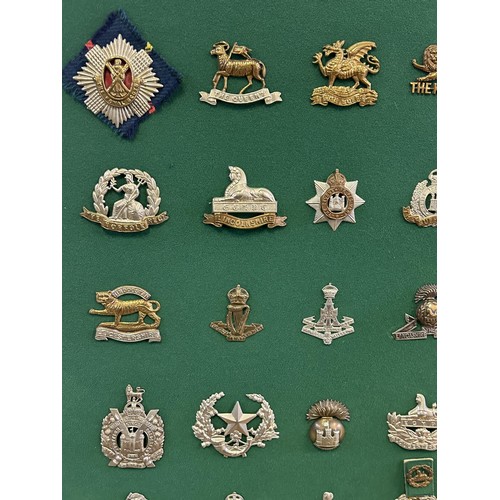 306 - A collection of military badges, including Scottish and Irish regiments, mounted on a board