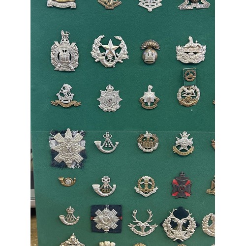 306 - A collection of military badges, including Scottish and Irish regiments, mounted on a board