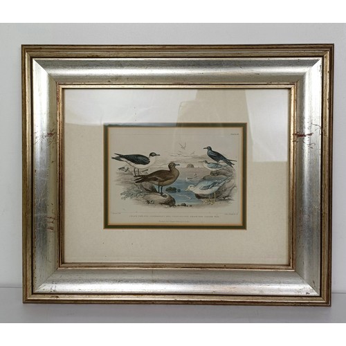 632 - A set of five prints of birds of prey, 6 x 21 cm, and a pair of hunting prints (7)