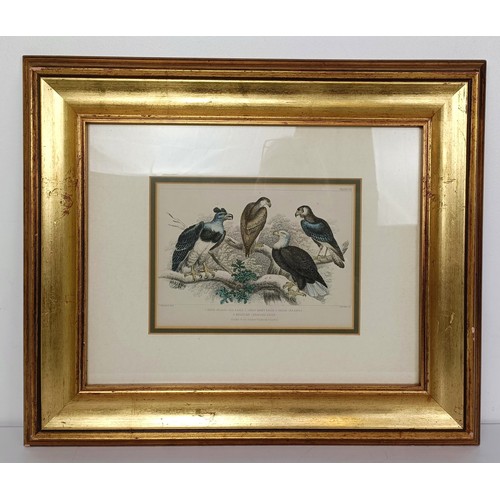 632 - A set of five prints of birds of prey, 6 x 21 cm, and a pair of hunting prints (7)