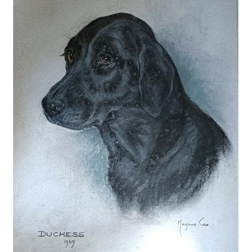 659 - Marjorie Cox, Mister Fan, signed, pastel, 40 x 37 cm, and another, Duchess, 40 x 36 cm (2)