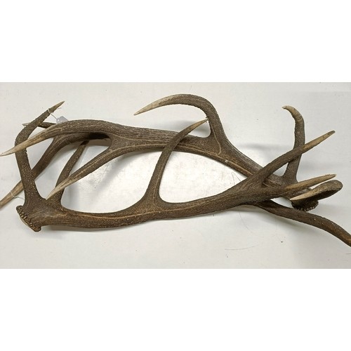 705 - A pair of antlers, 81 cm approx. (2)