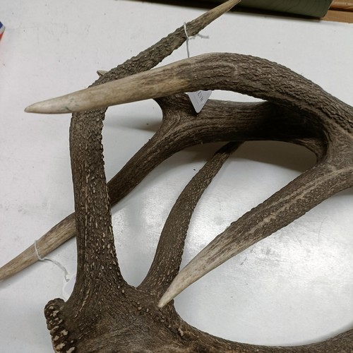 705 - A pair of antlers, 81 cm approx. (2)