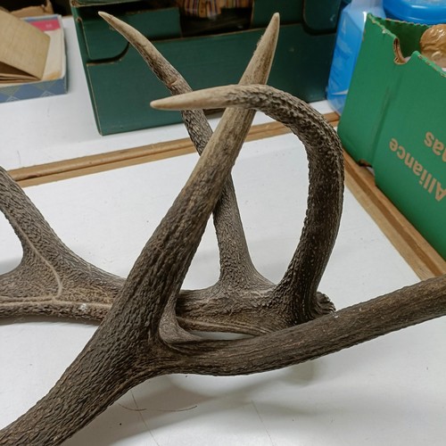 705 - A pair of antlers, 81 cm approx. (2)