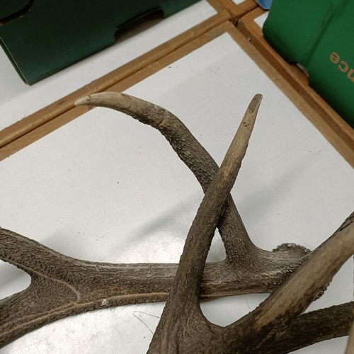 705 - A pair of antlers, 81 cm approx. (2)