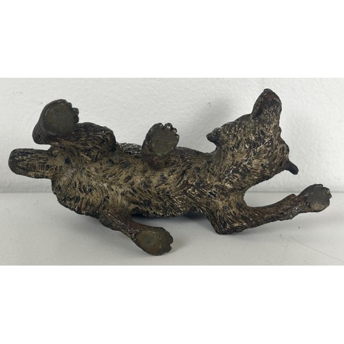 1233 - A late 19th/early 20th century Austrian cold painted bronze Wolf, 5.5 cm high