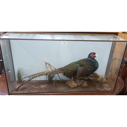 1188 - Taxidermy: A pheasant, in a glass case, 94 cm wide