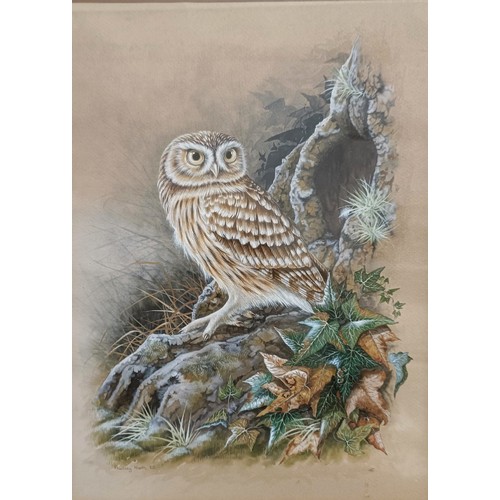 212 - Audrey North, a Little Owl, gouache, signed, dated '88, 34 x 26 cm