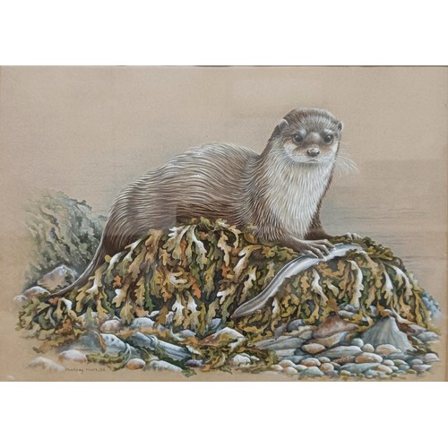 213 - Audrey North, an Otter, gouache, signed and dated '83, 26 x 36 cm