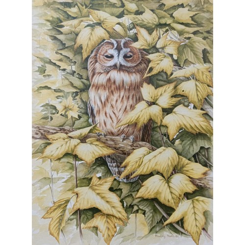 214 - Audrey North, a Tawny Owl, gouache, signed and dated '82, 38 x 28 cm