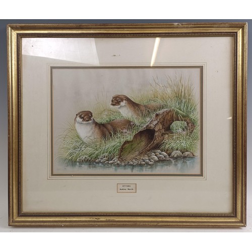 216 - Audrey North, Otters, gouache, signed, 26 x 36 cm