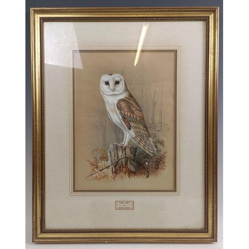 215 - Audrey North, a Barn Owl, gouache, signed, 35 x 26 cm