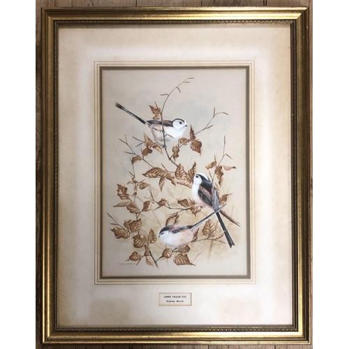 217 - Audrey North, Long Tailed Tits, watercolour, signed and dated '84, 35 x 24.5 cm