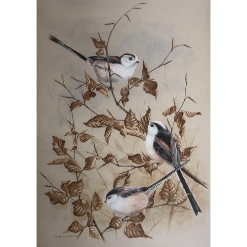 217 - Audrey North, Long Tailed Tits, watercolour, signed and dated '84, 35 x 24.5 cm