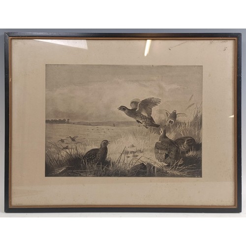 347 - After Archibald Thorburn, a set of four sporting prints, of game birds, 23 x 32 cm