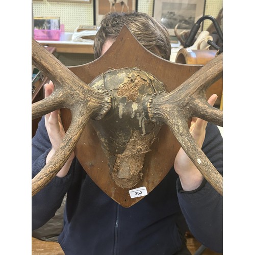 362 - A pair of mounted antlers, on a mahogany plaque, 82 cm point to point