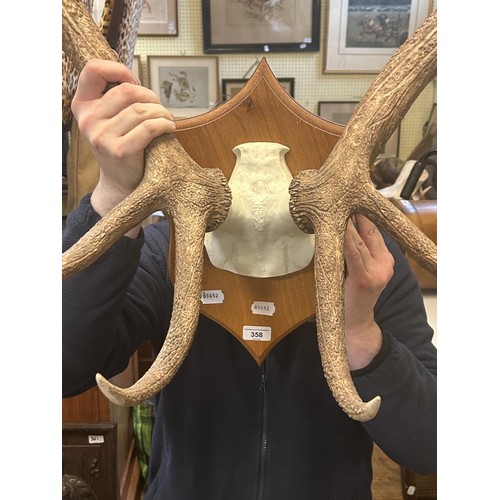 358 - A mounted pair of antlers, 90 cm point to point