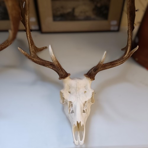 350 - A fallow deer head, with antlers, 55 cm wide, and another, 43 cm wide (2)