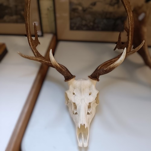 350 - A fallow deer head, with antlers, 55 cm wide, and another, 43 cm wide (2)